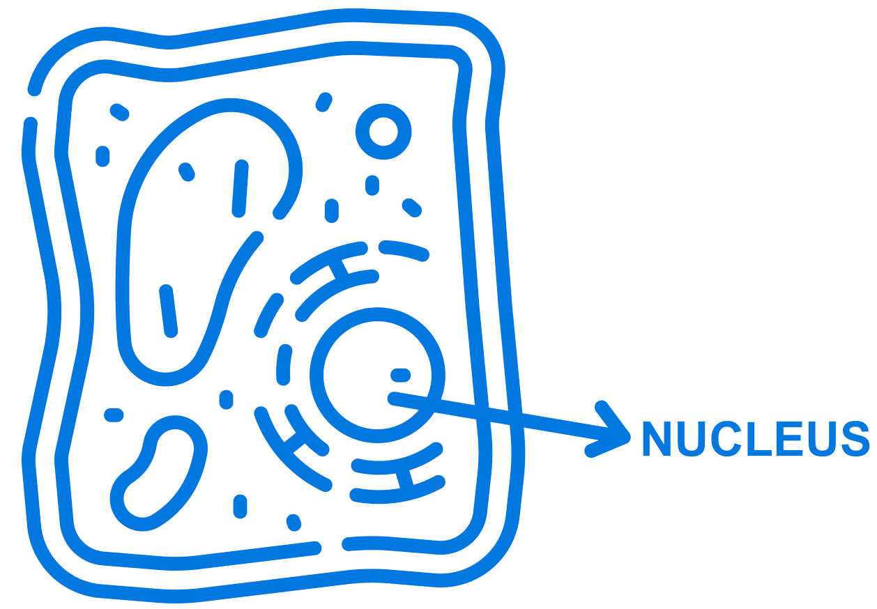 An illustration of a cell with labeled components. The cell is outlined in blue, featuring various shapes inside, and an arrow pointing to the nucleus with the label "NUCLEUS".