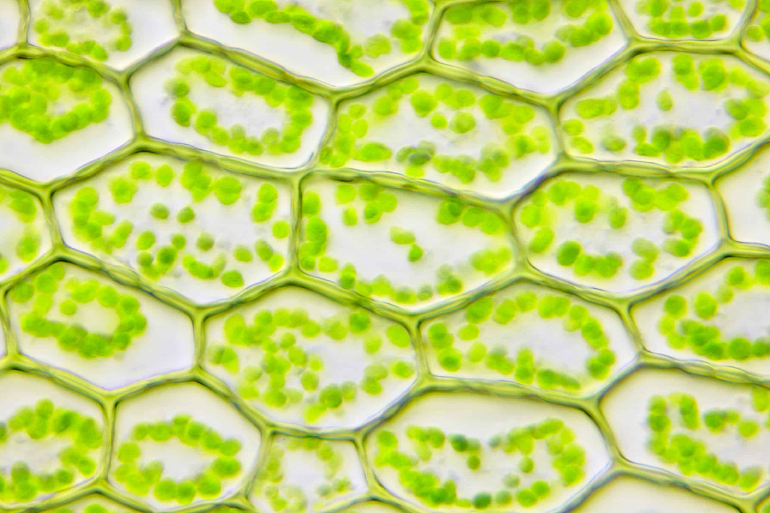 Microscopic view of moss leaf (Plagiomnium affine). Brightfield illumination.