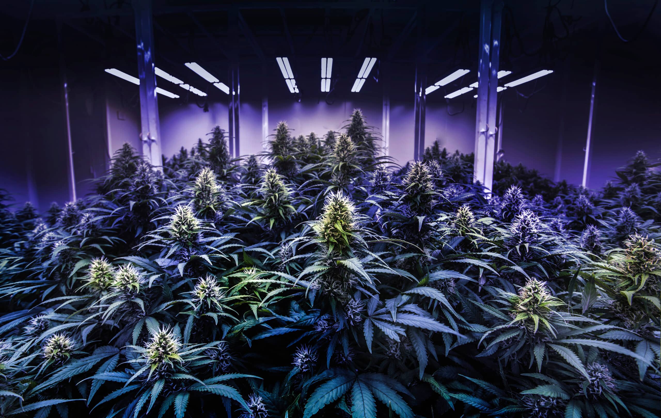 black light cannabis lab for THC